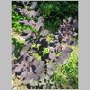 Cotinus coggygria.JPG